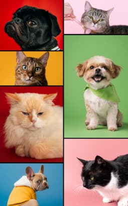 ACACED Chien & Chat - acaced_chien_chat